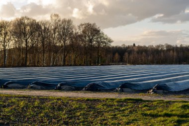 Kuzey Brabant 'ta tarım, Hollanda' da beyaz kuşkonmaz sebzeleri yetiştirmek için siyah plastik film ile kaplı bahar tarlaları