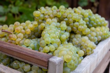 Epernay yakınlarındaki Grand Cru üzüm bağlarında yeni beyaz şarap hasadı. Fransa 'nın Şampanya Bölgesi. Kapatın.