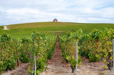 Epernay yakınlarında yeşil büyük cru üzüm bağları olan manzara, Fransa 'nın Champagne bölgesi, sonbahar yağmurlu günlerinde. Cote des Blanc 'ın kireçli topraklarında beyaz şarap üzümü yetiştiriyorum..