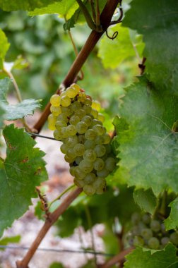 Epernay yakınlarında yeşil büyük cru üzüm bağları olan manzara, Fransa 'nın Champagne bölgesi, sonbahar yağmurlu günlerinde. Cote des Blanc 'ın kireçli topraklarında beyaz şarap üzümü yetiştiriyorum..