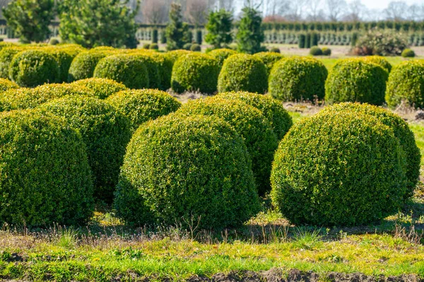 Ornamental trees and Box Topiary Balls plants growing on plantation on tree nursery farm in North Brabant, Netherlands