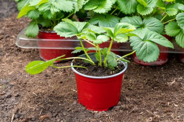 Baharda bahçedeki toprağa ekilmeye hazır beyaz çiçekli yeşil çilek bitkileri.