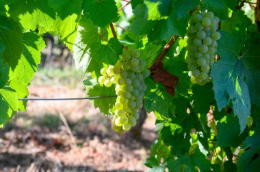 Jura Fransız bölgesinin tepelerinde bulunan yeşil üzüm bağları, hasat etmeye hazır beyaz yabani üzümler ve beyaz ve özel Jaune şarabı, yakın çekim