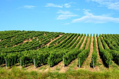 Fransa 'nın Jura bölgesindeki tepelerde bulunan yeşil üzüm bağları hasat ve hasat için hazır, kırmızı, beyaz ve özel Jaune şarabı, geç güneş ışığı
