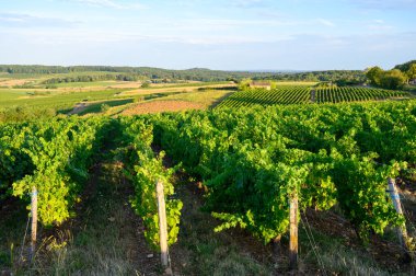 Fransa 'nın Jura bölgesindeki tepelerde bulunan yeşil üzüm bağları hasat ve hasat için hazır, kırmızı, beyaz ve özel Jaune şarabı, geç güneş ışığı
