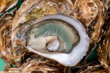 Marennes-Oleron 'un yeşil Fransız istiridyelerinden taze taze taze, çiğ Claire yiyerek, yakın plan.