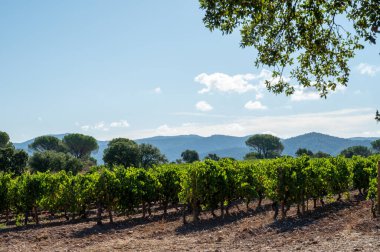 Fransa 'nın güneyindeki Cotes de Provence bölgesindeki üzüm bağlarında toplanmış olgun Syrah şarapları hasat etmeye, şarap yapmaya hazır.