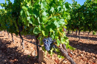 Fransa 'nın güneyindeki Cotes de Provence bölgesindeki üzüm bağlarında toplanmış olgun Syrah şarapları hasat etmeye, şarap yapmaya hazır.