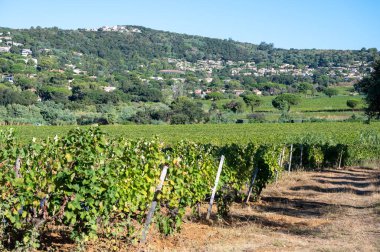 Cotes de Provence, Provence bölgesi Provence, Fransa 'nın güneyi Saint-Tropez' de hasat etmeye hazır üzüm bağları, Fransa 'da gül şarabı üretimi