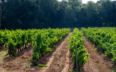 Fransa 'nın güneyinde, Collobrieres, Provence bölgesi yakınlarındaki Cotes de Provence' deki üzüm bağlarında olgun şarap üzümleri, Fransa 'da gül şarabı üretimi.