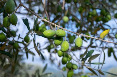 Ağaçta sallanan olgun yeşil zeytinler hasat etmeye hazır.