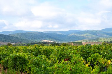 Fransa 'nın güneyinde, Collobrieres, Provence bölgesi yakınlarındaki Cotes de Provence' deki üzüm bağlarında olgun şarap üzümleri, Fransa 'da gül şarabı üretimi.