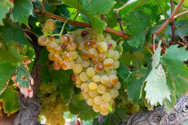 Ripe white wine grapes using for making rose or white wine ready to harvest on vineyards in Cotes  de Provence, region Provence, south of France close up clipart
