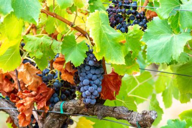 Fransa 'nın güneyindeki Cotes de Provence bölgesindeki üzüm bağlarında toplanmaya hazır gül ya da kırmızı şarap yapımında kullanılan olgun siyah ya da mavi Syrah üzümleri.