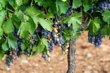 Ripe black or blue syrah or grenache wine grapes using for making rose or red wine ready to harvest on vineyards in Cotes  de Provence, region Provence, south of France close up clipart