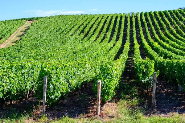 Grüne Weinberge Auf Den Hügeln Des Jura Französisch Region Bereit — Stockfoto