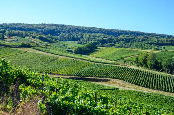 Vigneti Verdi Situati Sulle Colline Del Giura Regione Francese Pronto — Foto Stock