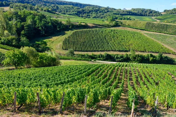 Groene Wijngaarden Gelegen Heuvels Van Jura Franse Regio Klaar Oogsten — Stockfoto