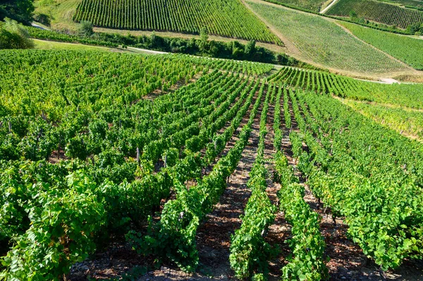 Green Vineyards Located Hills Jura French Region Ready Harvest Making — Stock Photo, Image