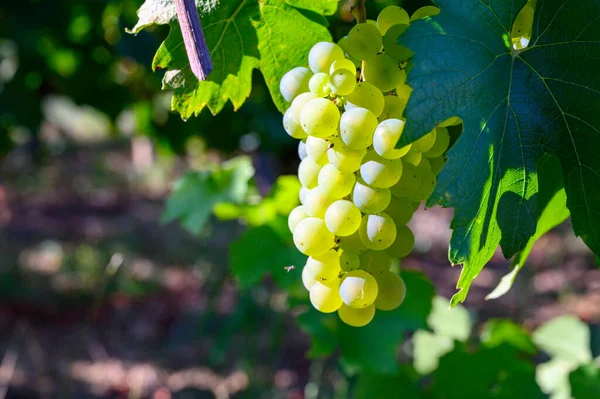 Viñedos Verdes Ubicados Las Colinas Región Francesa Del Jura Uvas — Foto de Stock