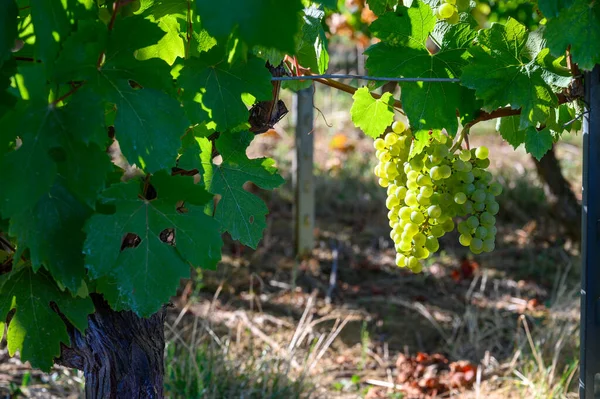 Vignobles Verts Situés Sur Les Collines Jura Vignes Savagnines Blanches — Photo