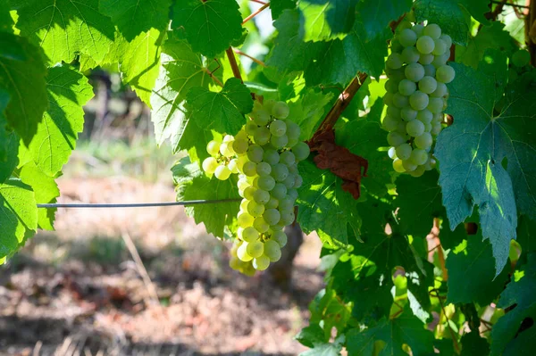 Groene Wijngaarden Gelegen Heuvels Van Jura Franse Regio Witte Savagnin — Stockfoto