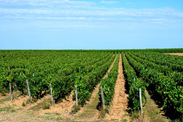 Green Vineyards Located Hills Jura French Region Ready Harvest Making — Stock Photo, Image