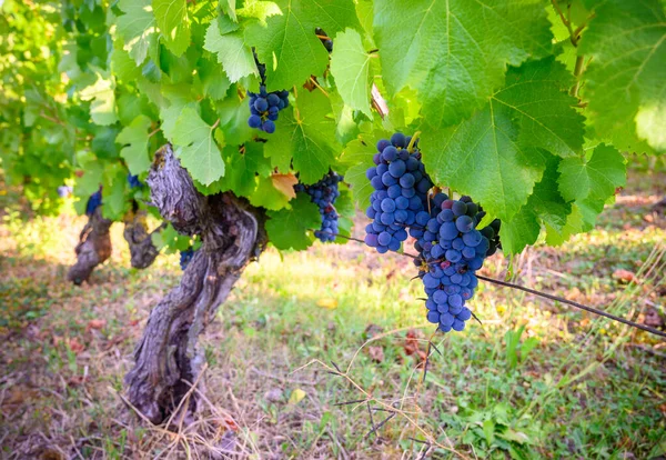 Vignobles Verts Situés Sur Les Collines Jura Français Pinot Rouge — Photo