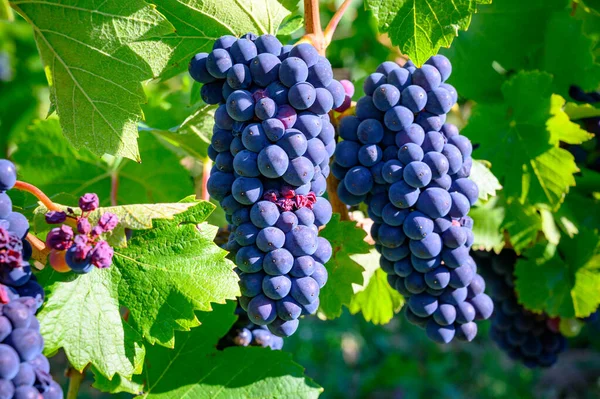 Green Vineyards Located Hills Jura French Region Red Pinot Noir — Stock Photo, Image