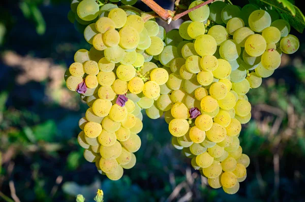 Vinhedos Verdes Localizados Nas Colinas Região Francesa Jura Uvas Selvagens — Fotografia de Stock