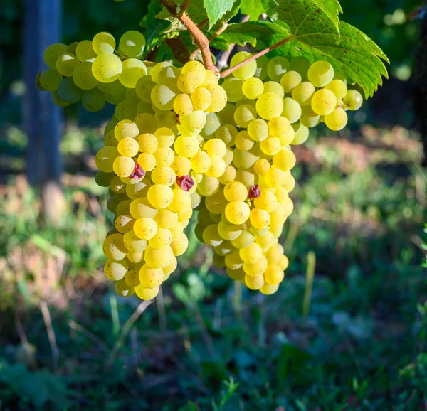 Grønne Vinmarker Beliggende Bakker Jura Franske Region Hvide Vilde Druer - Stock-foto