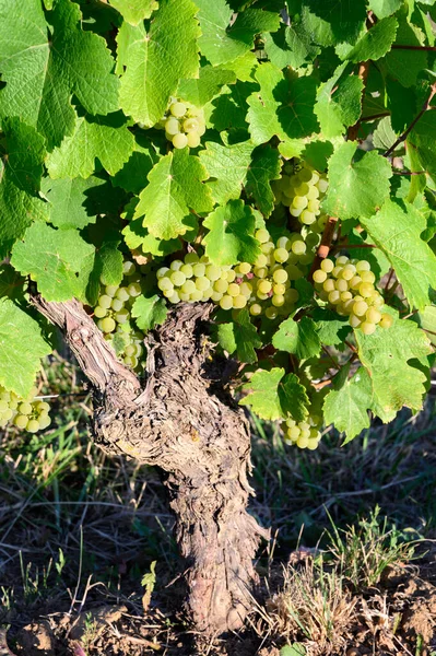 Gröna Vingårdar Ligger Kullar Jura Franska Regionen Vita Savagnin Druvor — Stockfoto