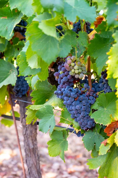 Uvas Vinho Granizo Preto Azul Maduras Que Utilizam Para Fazer — Fotografia de Stock