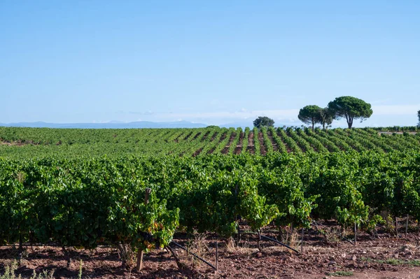 Fileiras Plantas Uva Vinho Syrah Maduras Vinhas Cotes Provence Região — Fotografia de Stock