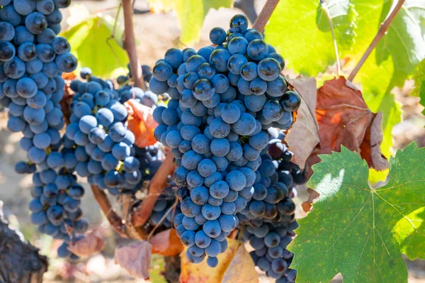 Ώριμα Σταφύλια Μαύρο Μπλε Syrah Κρασί Χρησιμοποιώντας Για Την Παραγωγή — Φωτογραφία Αρχείου