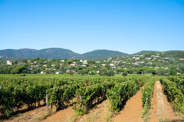 Rijen Rijpe Wijndruiven Planten Wijngaarden Cotes Provence Bij Saint Tropez — Stockfoto