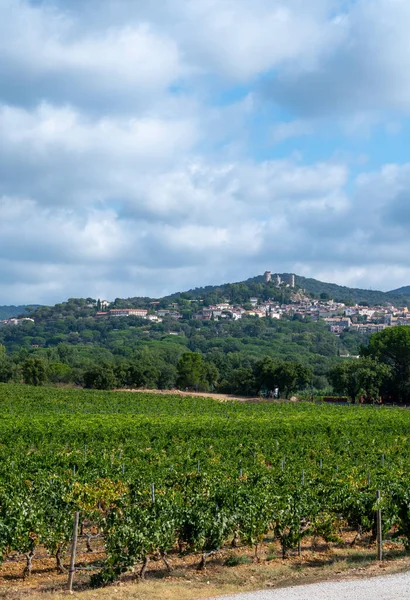 Filari Uve Mature Nei Vigneti Cotes Provence Vicino Grimaud Regione — Foto Stock