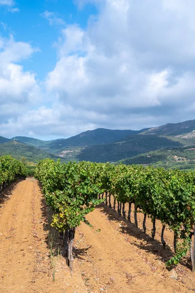 Rangées Vignes Mûres Sur Les Vignobles Des Côtes Provence Près — Photo