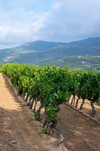 Řádky Zralých Vinných Hroznů Vinicích Cotes Provence Collobrieres Region Provence — Stock fotografie