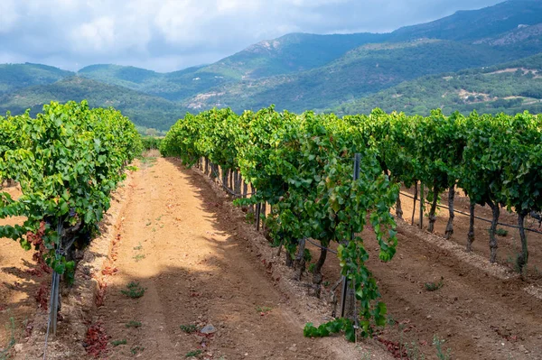 在法国南部普罗旺斯地区Collobrieres附近的Cotes Provence葡萄园里 一排排成熟的葡萄酒葡萄种植在葡萄园里 在法国酿造玫瑰酒 — 图库照片