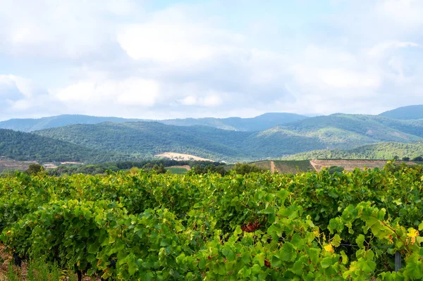 Fileiras Plantas Uvas Vinho Maduras Vinhas Cotes Provence Perto Collobrieres — Fotografia de Stock