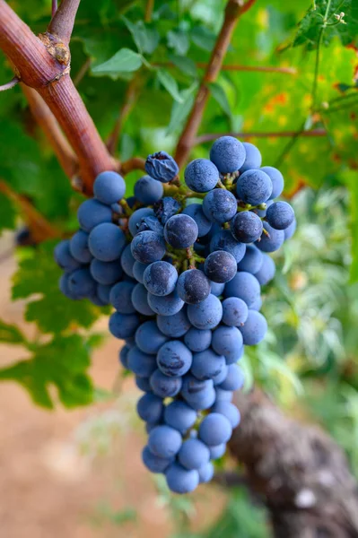 Raisins Vin Syrah Grenache Mûrs Noirs Bleus Prêts Être Récoltés — Photo