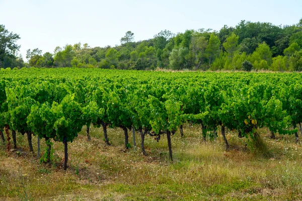 法国南部普罗旺斯地区科特斯德普罗旺斯葡萄园的一排排成熟的葡萄酒葡萄 准备收割 在法国生产玫瑰酒 — 图库照片
