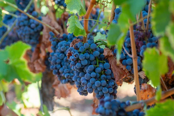 Ripe Black Blue Grenache Wine Grapes Using Making Rose Red — Stock Photo, Image