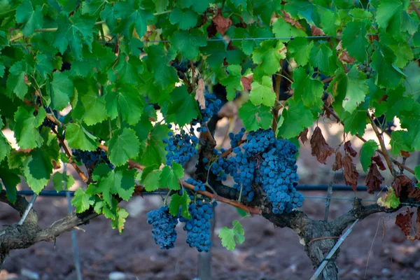 Ώριμα Σταφύλια Μαύρο Μπλε Syrah Κρασί Χρησιμοποιώντας Για Την Παραγωγή — Φωτογραφία Αρχείου