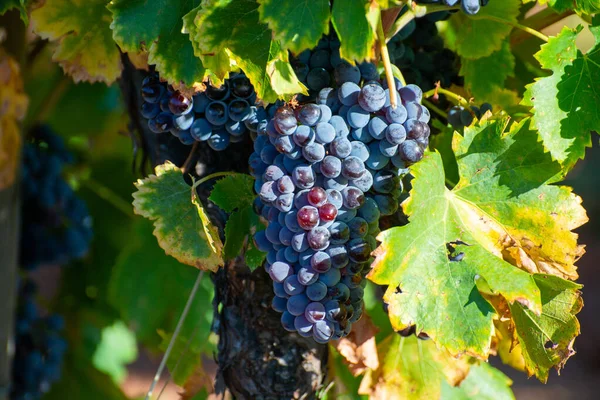 Zralé Černé Nebo Modré Syrah Moštové Hrozny Používané Pro Výrobu — Stock fotografie