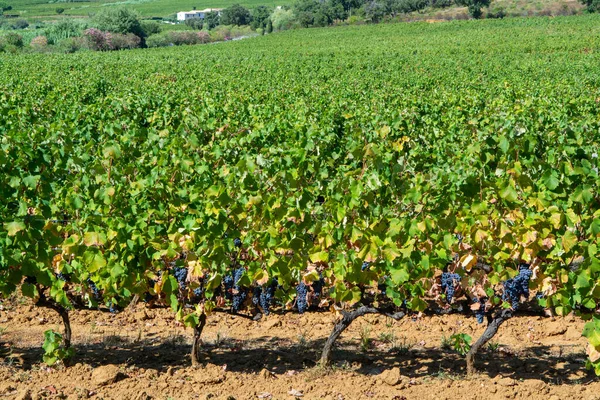 Rader Mogna Vindruvor Växter Vingårdar Cotes Provence Region Provence Södra — Stockfoto