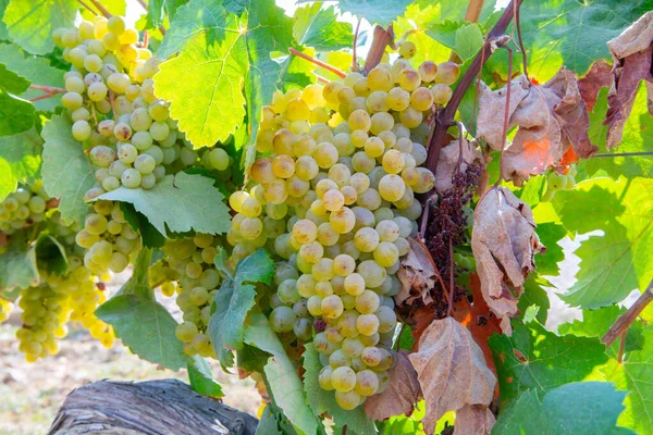 Dojrzałe Białe Winogrona Używane Produkcji Wina Różanego Lub Białego Gotowe — Zdjęcie stockowe