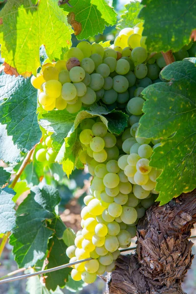 Raisins Vins Blancs Mûrs Base Rosiers Vins Blancs Prêts Être — Photo
