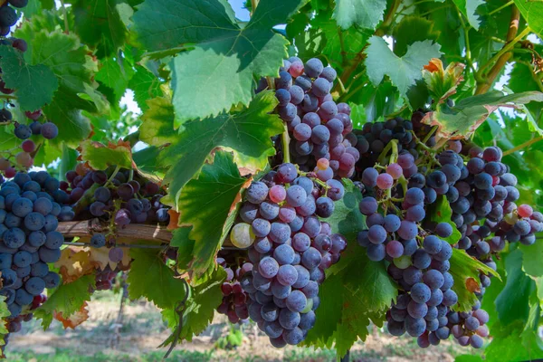 法国南部普罗旺斯地区科特斯德普罗旺斯的葡萄园中 成熟的黑或蓝红葡萄酒葡萄 用来酿造玫瑰或红酒 准备收割 — 图库照片